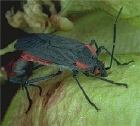 Female soapberry bug